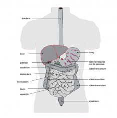 spijstvertering