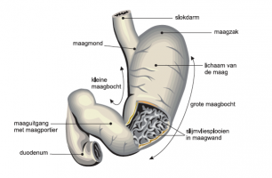 spijstvertering